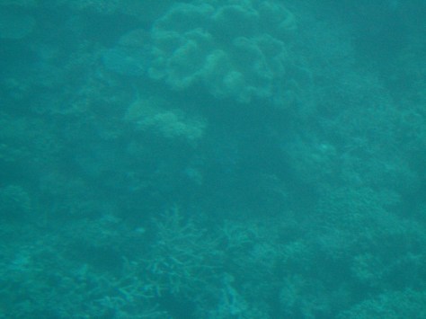 Coral varieties: top left-center: flat discs; top center: Wavy solid; bottom: antler branches-like. View from the Quicksilver semi-submersible at Agincourt Reef, at the edge of the continental shelf.