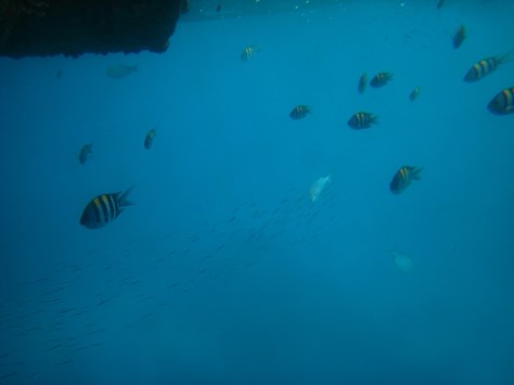 Seafood! View from the Quicksilver semi-submersible at Agincourt Reef, at the edge of the continental shelf.
