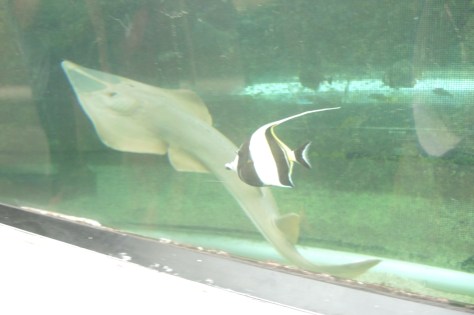 The aquarium in Sydney showed us fish we had not been able to see at the Great Barrier Reef (due to rainy weather there), including this shark and his small companion in a tank where we walked in a tube under the water.