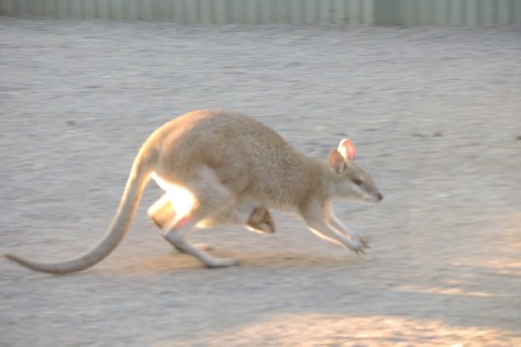 Kangaroo excitement bounded into our late afternoon, especially with the ones named "joey." Can you spot the two 'roos in this photo?