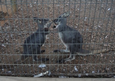 Shot to the nose! These guys donned black gloves and each tried to "roo-in" the other's future in photos in a steel cage match worthy of the WWF (World Wildlife Federation?).