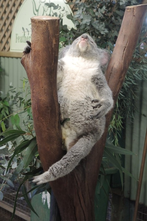 Willow rears back, preparing to take her bow in the boughs after photos with our entire tour group of 4+1, because even the guide wouldn't say no to posing with this beauty.