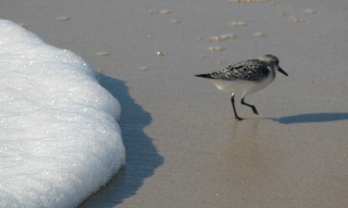 Bird running on the beach, chased by surf foam.