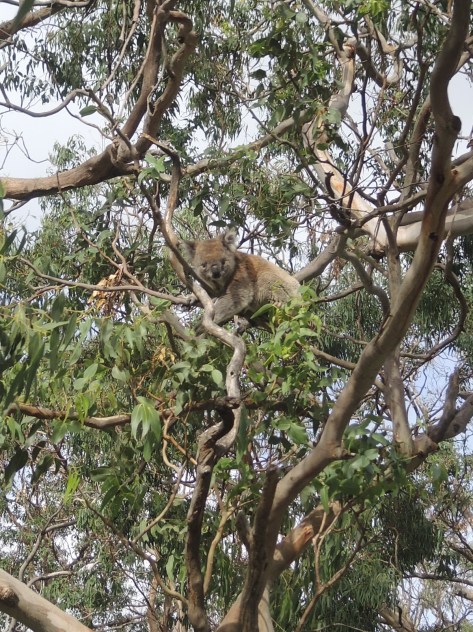 This koala awoke from 18-hour-a-day napping to have a snack in the eucalyptus tree she calls home, shelter, and her dinner table.