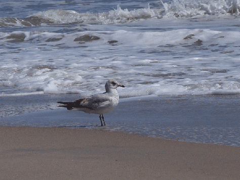 Lone Gull takes flight