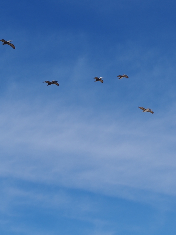 Pelicans Flight