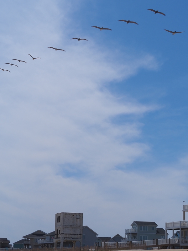 Pelicans Flyover
