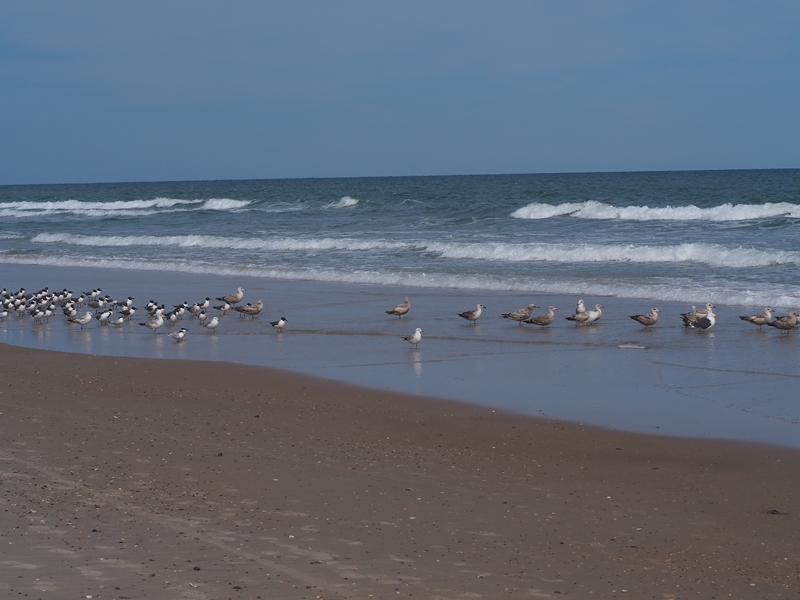 Laughers Left, Herrings Right