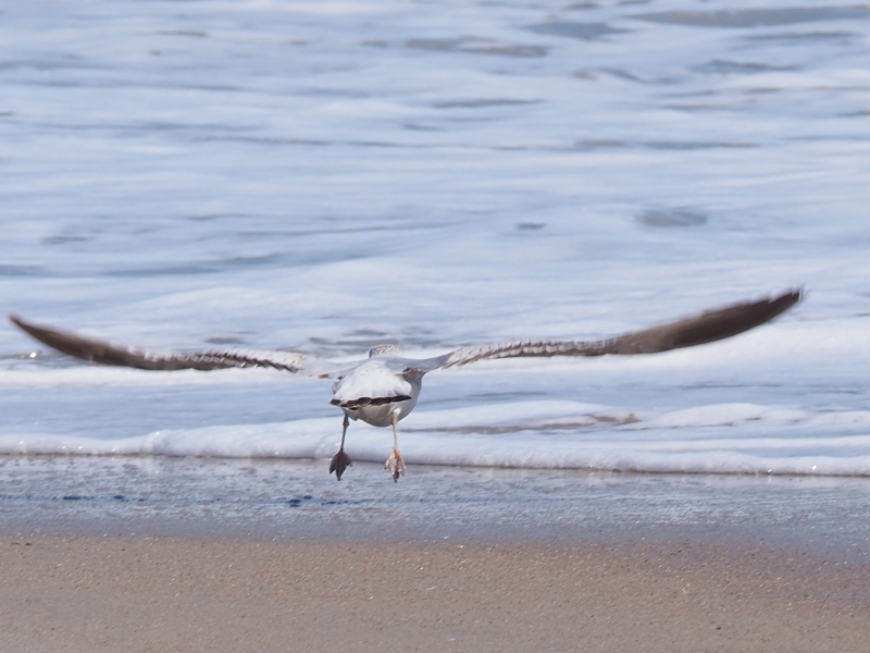 Gull Fly1