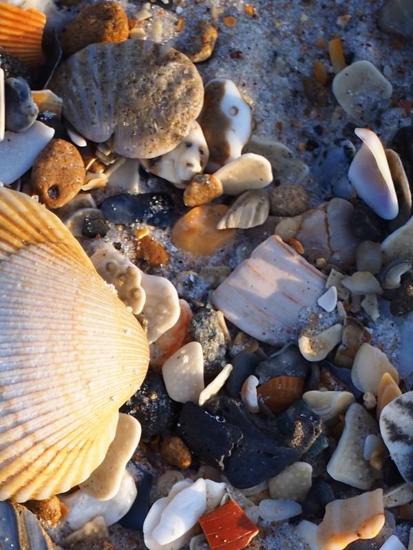 Alt: Shells aglow detail 1