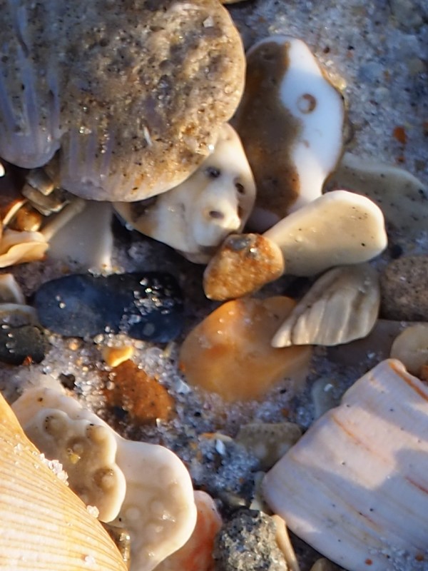 Alt: Shells aglow detail 2